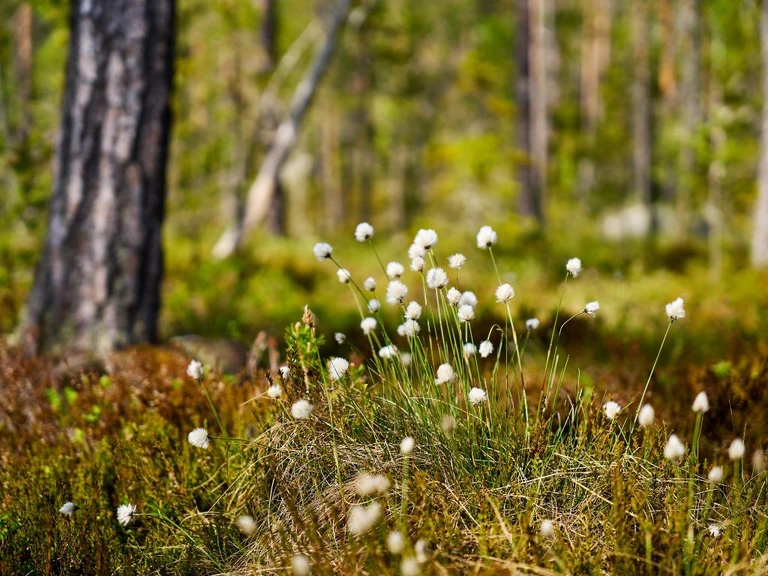 Skog & landskapsvård